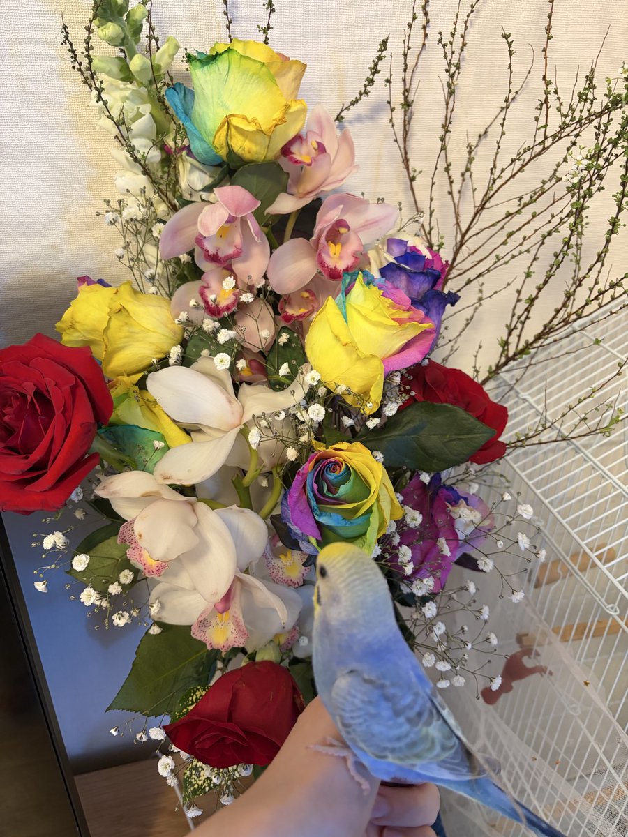 西山朋佳 tweet media