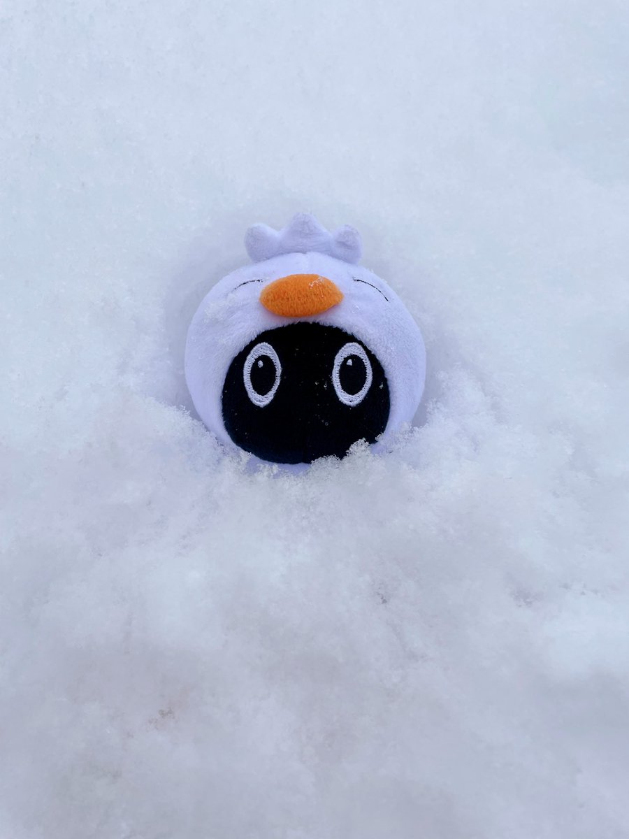 🐤🎶 「雪のお布団に入っていたよ☃️🛏️みんな暖かくして過ごしてね