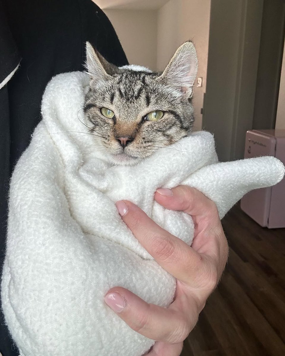 nbhzah14_hp29's tweet image. No more boogies for Miss Marissa. Her antibiotics have helped her tremendously! Now I work on her sassy attitude! Lots of burrito time and pat…pat…pat like I mean it.

#feralkitten #sassy #kitten #tabbykitten #fosteringsaveslives #adoptdontshop #spayandneuter #TonopahKitties