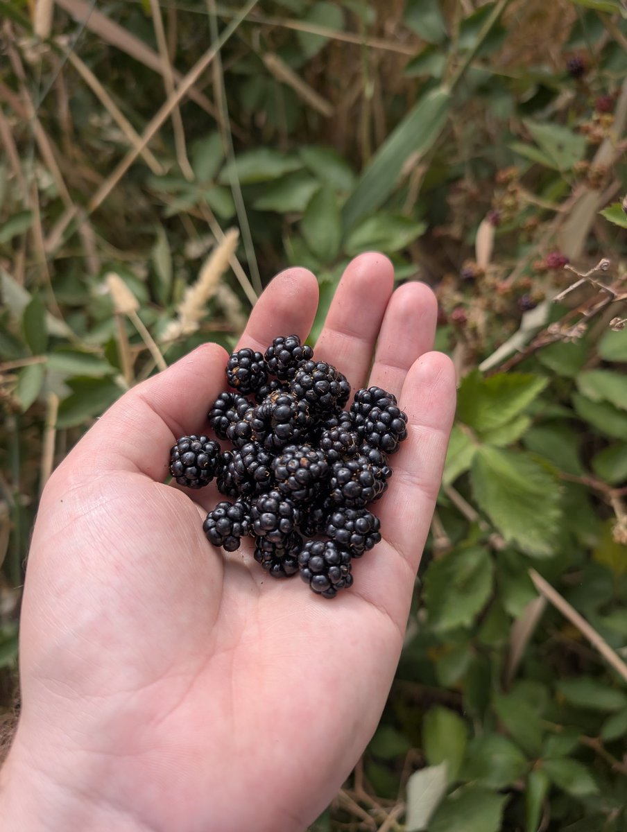 🐾 Shepsky tweet media