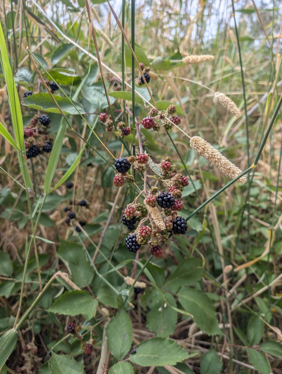 🐾 Shepsky tweet media