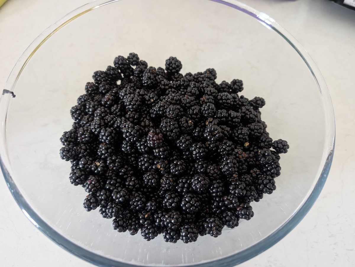 🐾 Shepsky tweet media