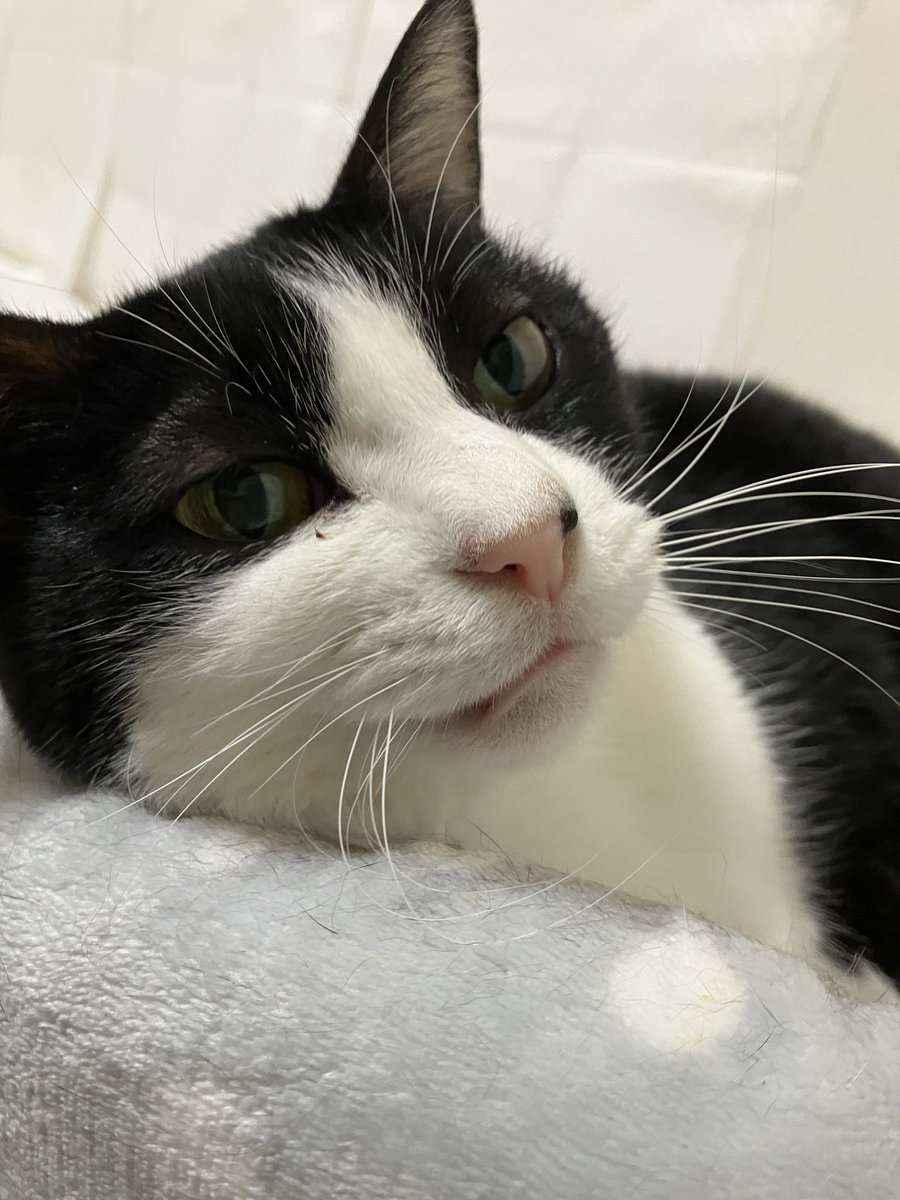 フォロワー様、通りすがりの方、たくさんのメッセージをありがとうございました

そっと見守って下さった方もありがとうございます

カーヤは先程8時に火葬、お空へ向かったばかりです
虹の橋組の先輩方、新入りを宜しくお願い致します