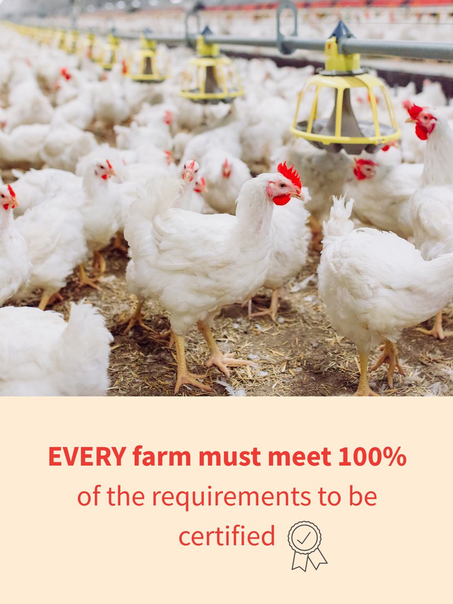 Each BC chicken farm is audited annually to ensure compliance with animal welfare standards, and 100% of the requirements need to be met in order to be certified. 

Read more about animal care on BC chicken farms here 👉 chicken.ca/care

#audits #animalcare #farms #BC