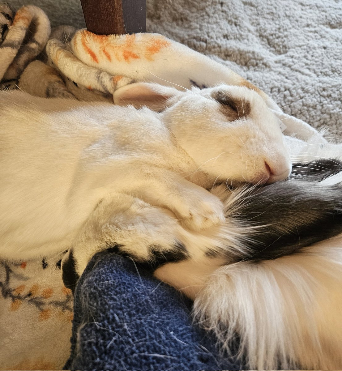 버니를 너무 사랑해