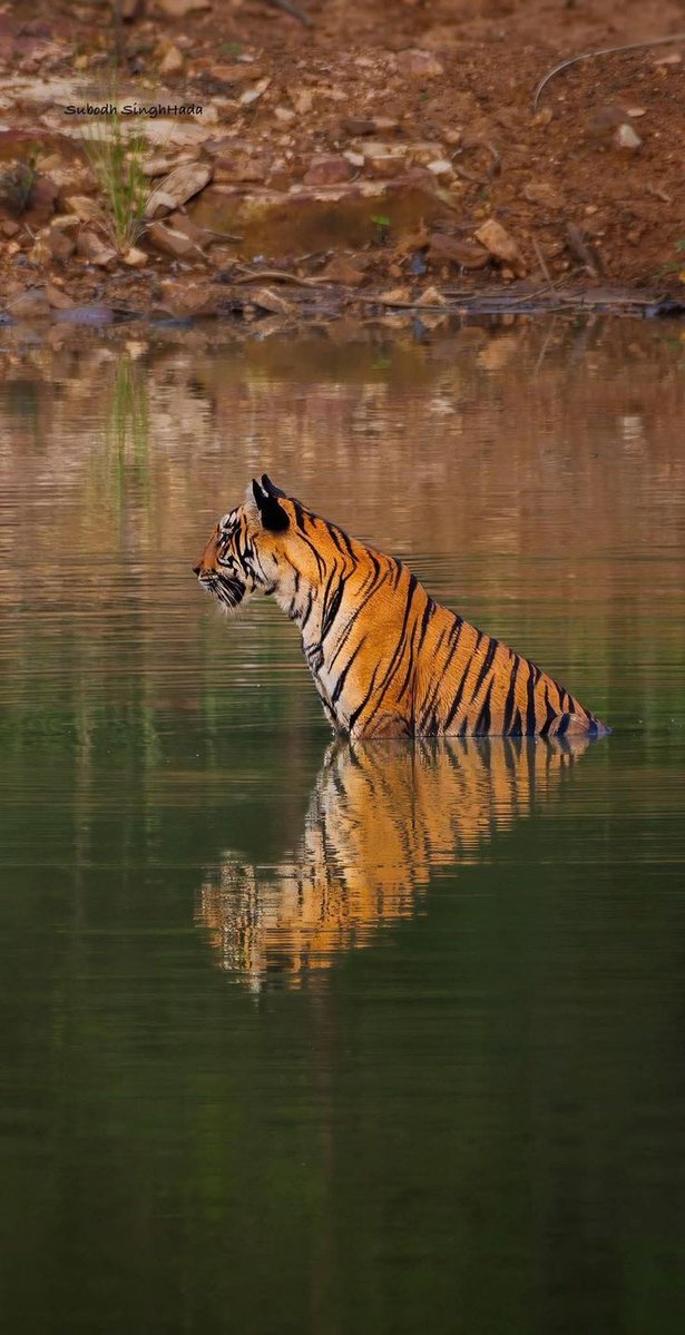 vivaneil (@vivaneil1234) on Twitter photo 