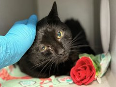 PeterAskin1's tweet photo. For "Bella" owner can no longer care 
so at NYC ACC she was thrust there! 
This senior girl is sweet & has depth 
& only there would a URI mean death! 
Adopt if the oldies you adore 
& get her out of that evil door! 
Tag @sachikoko with pledges! 
BEYOND URGENT! 🙏 https://t.co/FHbMuQkzxG #nycacc #boroughbred