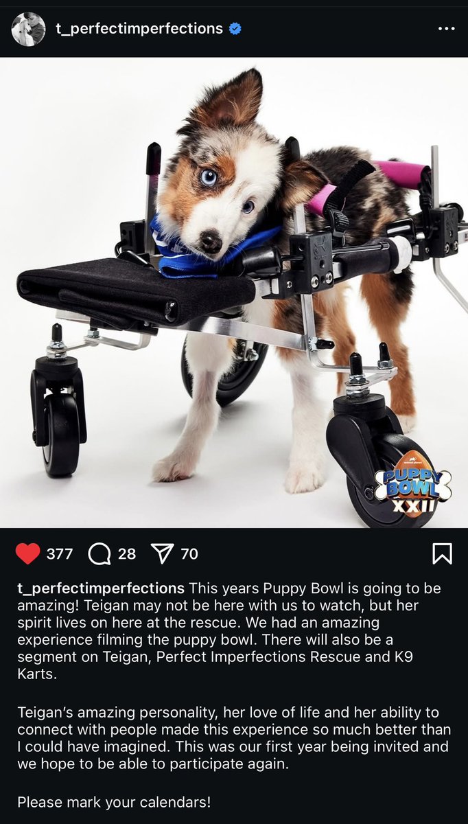 I hope your trip across the rainbow bridge was met with an abundance of love and belly rubs, Teigan ❤️