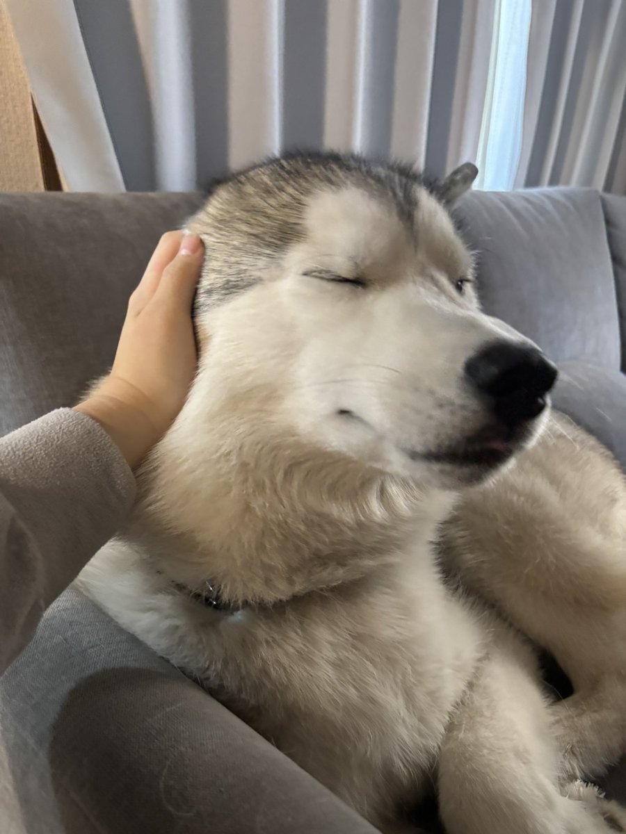 ガブちゃん (@rn2312412) / Posts / X