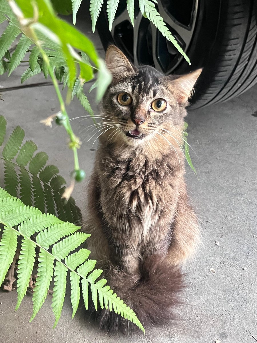 cruisedkidd's tweet photo. open adopt kucing umur 6 bulan. jantan mixdom sehat paripurna ‼️
lokasi di kota bandung. feel free tanya2 di reply atau dm yahh 🤗
key: open adopt adopsi kucing bandung #openadoptkucing #adopsikucingbandung https://t.co/01T7MS5EzL