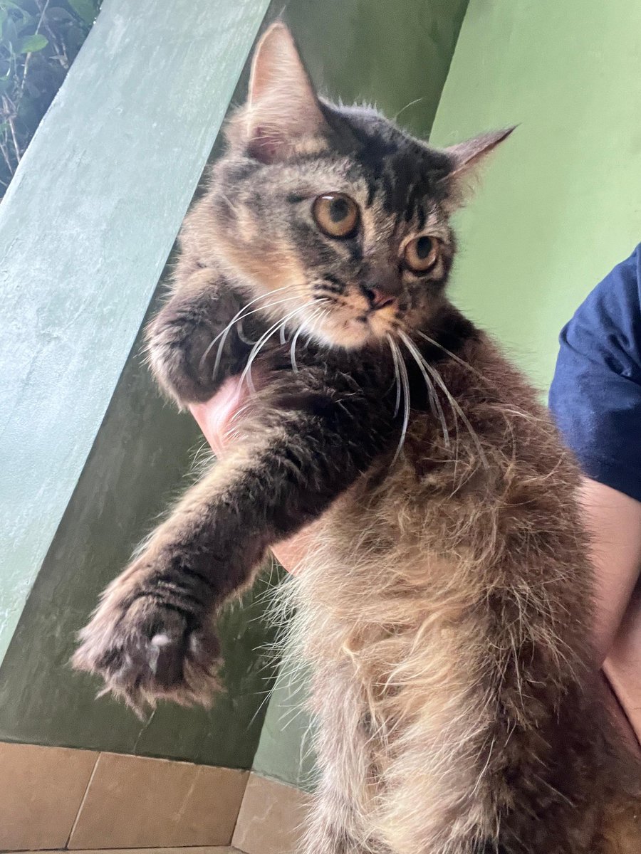 cruisedkidd's tweet photo. open adopt kucing umur 6 bulan. jantan mixdom sehat paripurna ‼️
lokasi di kota bandung. feel free tanya2 di reply atau dm yahh 🤗
key: open adopt adopsi kucing bandung #openadoptkucing #adopsikucingbandung https://t.co/01T7MS5EzL