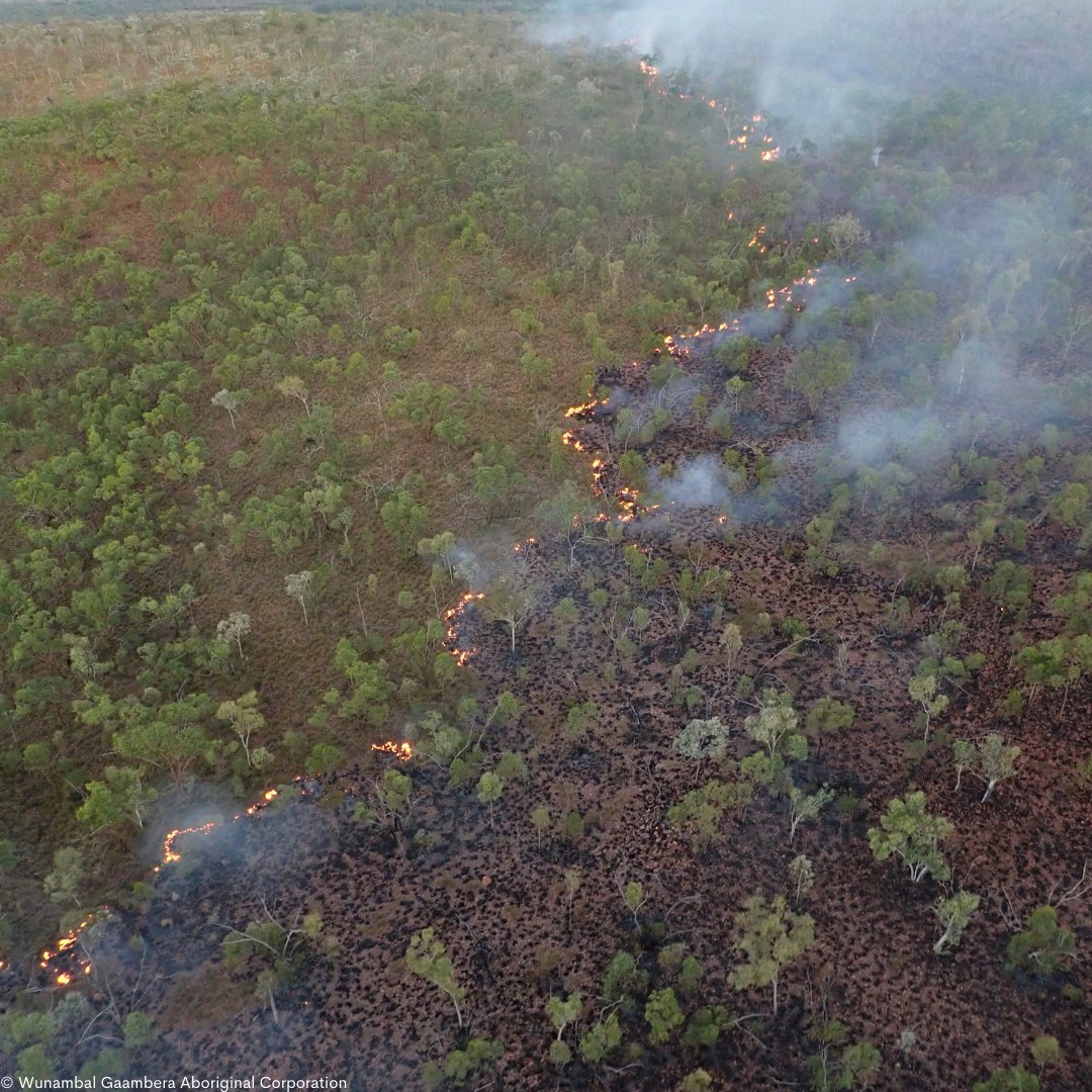 WWF_Australia's tweet photo. &amp; strengthens community resilience.
Part of our Climate, Nature &amp; Communities work. Learn more ⤵️ https://t.co/gEx94qc7py
#RightWayFire #CaringForCountry #IndigenousLed #WWFAustralia #IndigenousKnowledge #Climate https://t.co/4tAbcB43WN