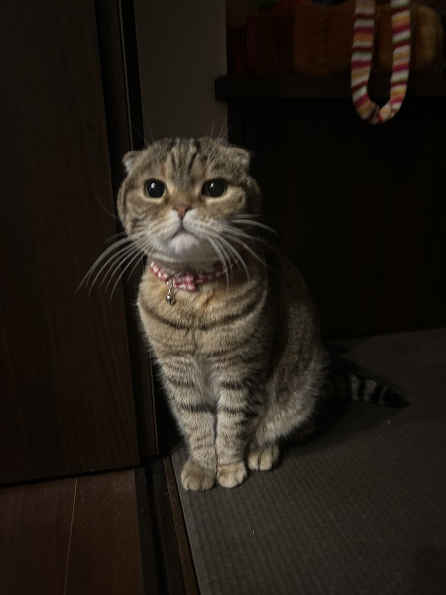 東京～大阪まで何時間かかるかな？

新幹線遅延☆眠

7日の東京LIVEの後、猫目サンたちと黒猫目教団が無事に帰れたみたいだから良かった🐈‍⬛