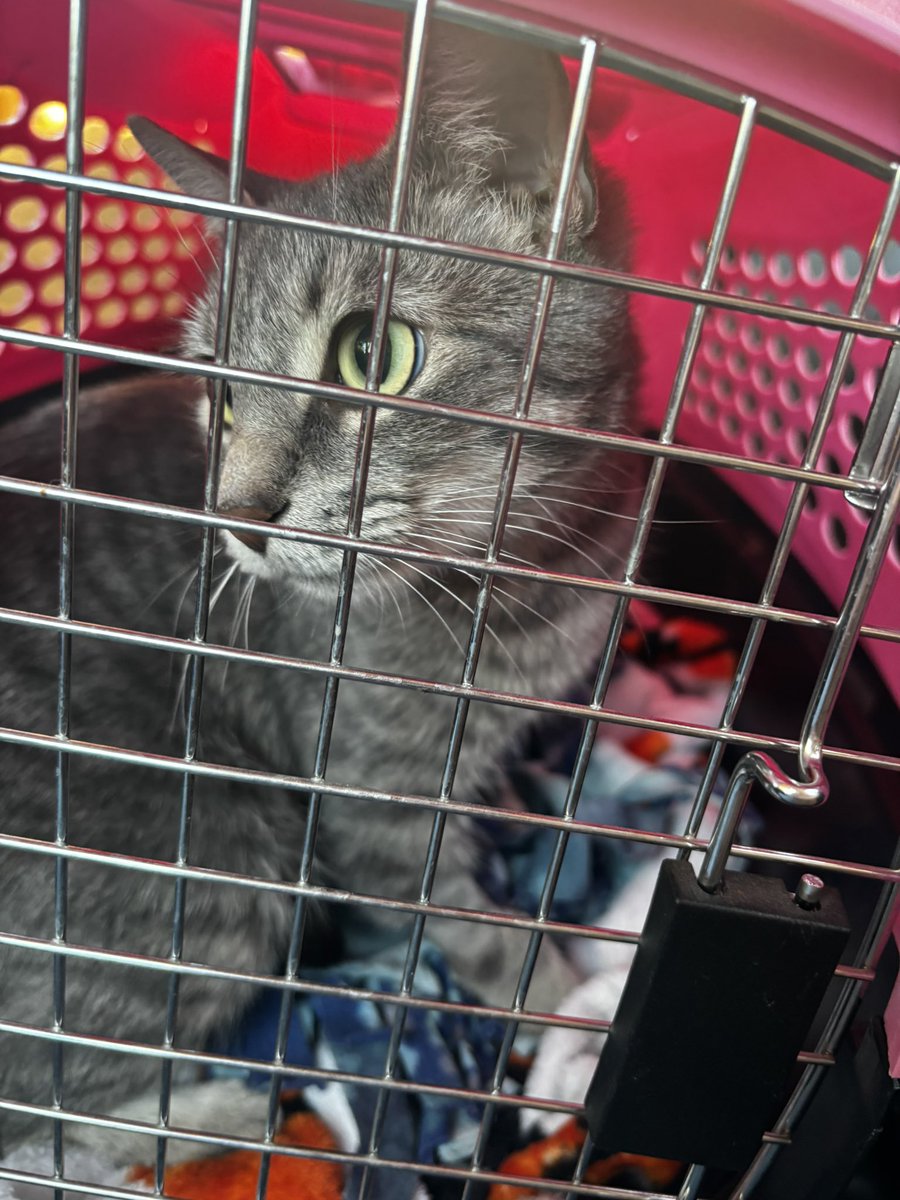 we were supposed to get a different cat and felt like frankie/penguin didnt fit this one so,

MEET RIYO!!!