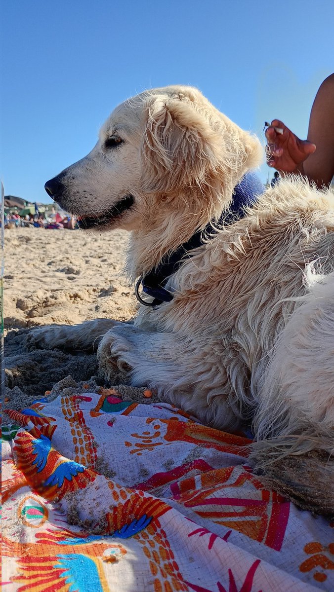Hoy corrí hacia el mar con una Golden que me esperaba ansiosa por meterse. Tkm amara 💕💘