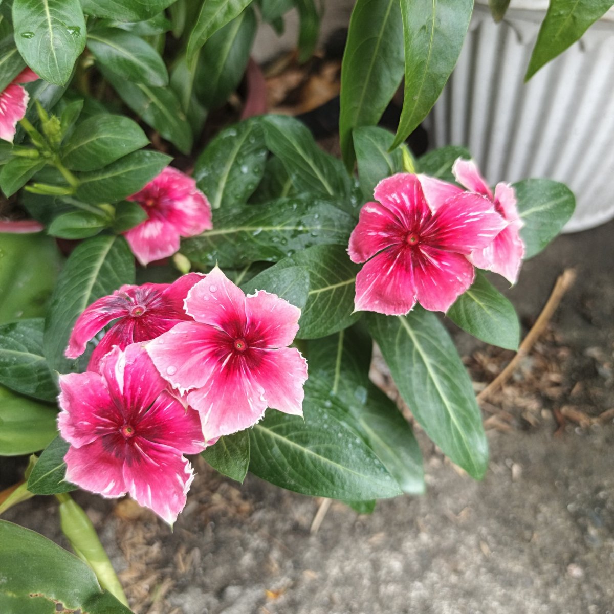 Catharanthus roseus 'Vinca'. 🌸