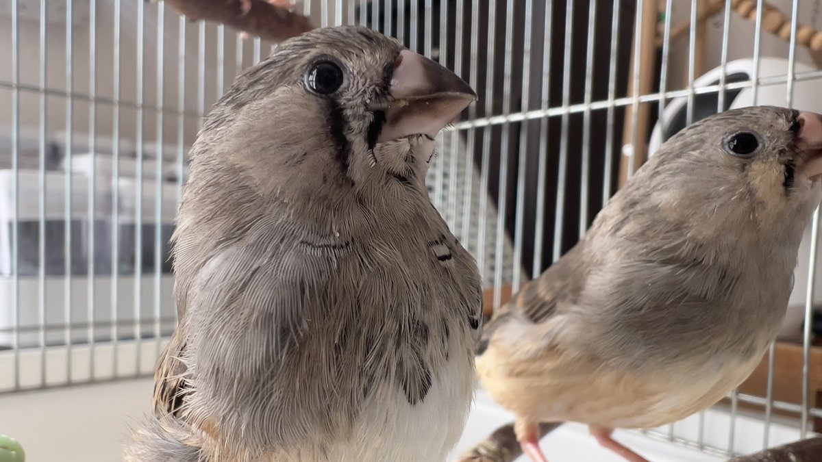 つやつやだんち(と2号)