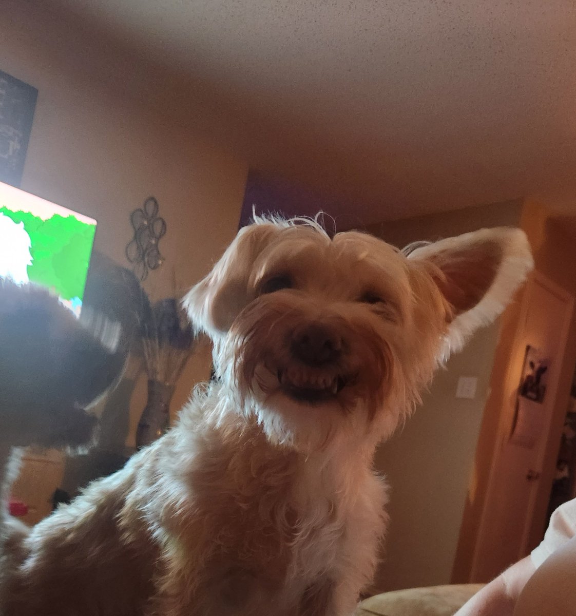 Beejoelay48's tweet photo. @LAYS This is what Deedee would think of me petting another dog. https://t.co/kpQDNbhRYG