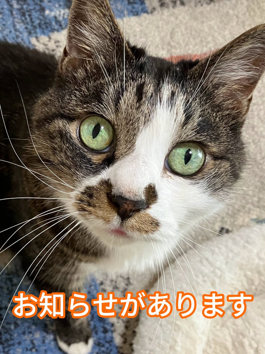 nyanya (@czhyb7dg) / Posts / X