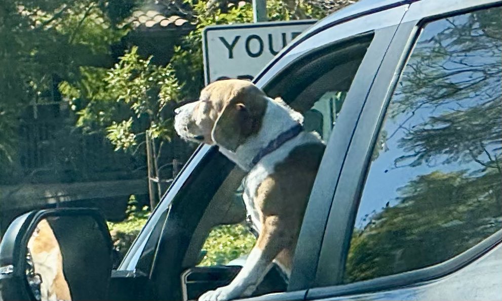 Stopped at a traffic light. Looked right. 

Immediate &amp; huge smile the rest of my drive. This tickles me to no end. Not sure why. This dog was sooooo happy. 🥰