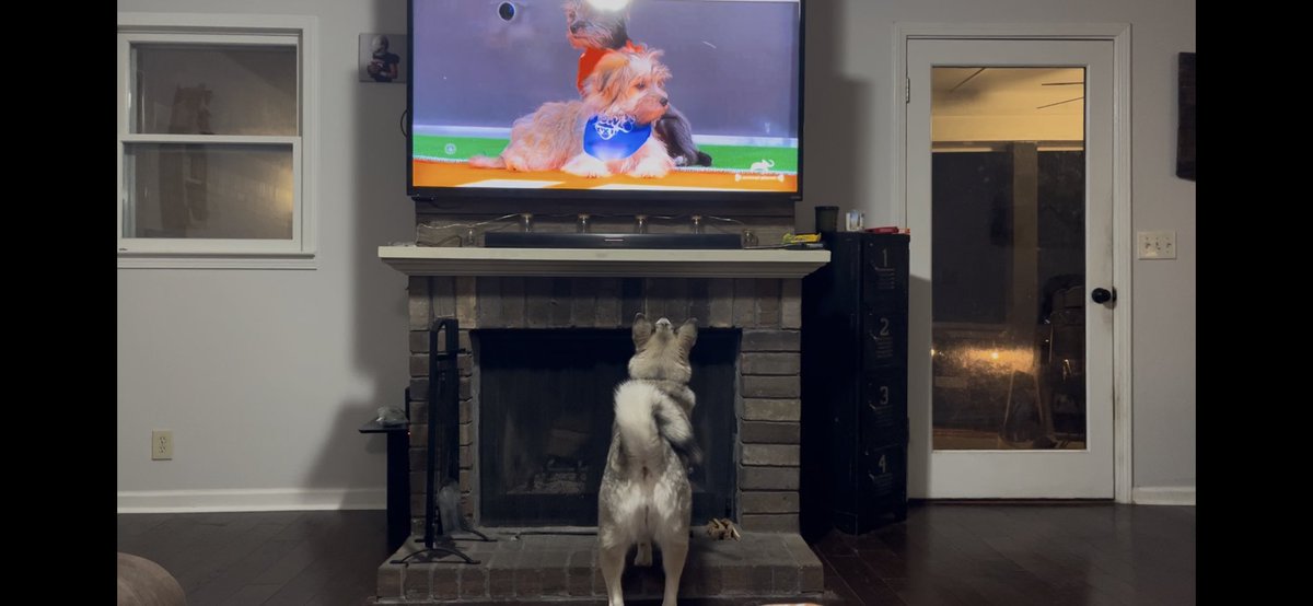 Mirpate179's tweet photo. #PuppyBowl @AnimalPlanet https://t.co/uq8b7bBa5F