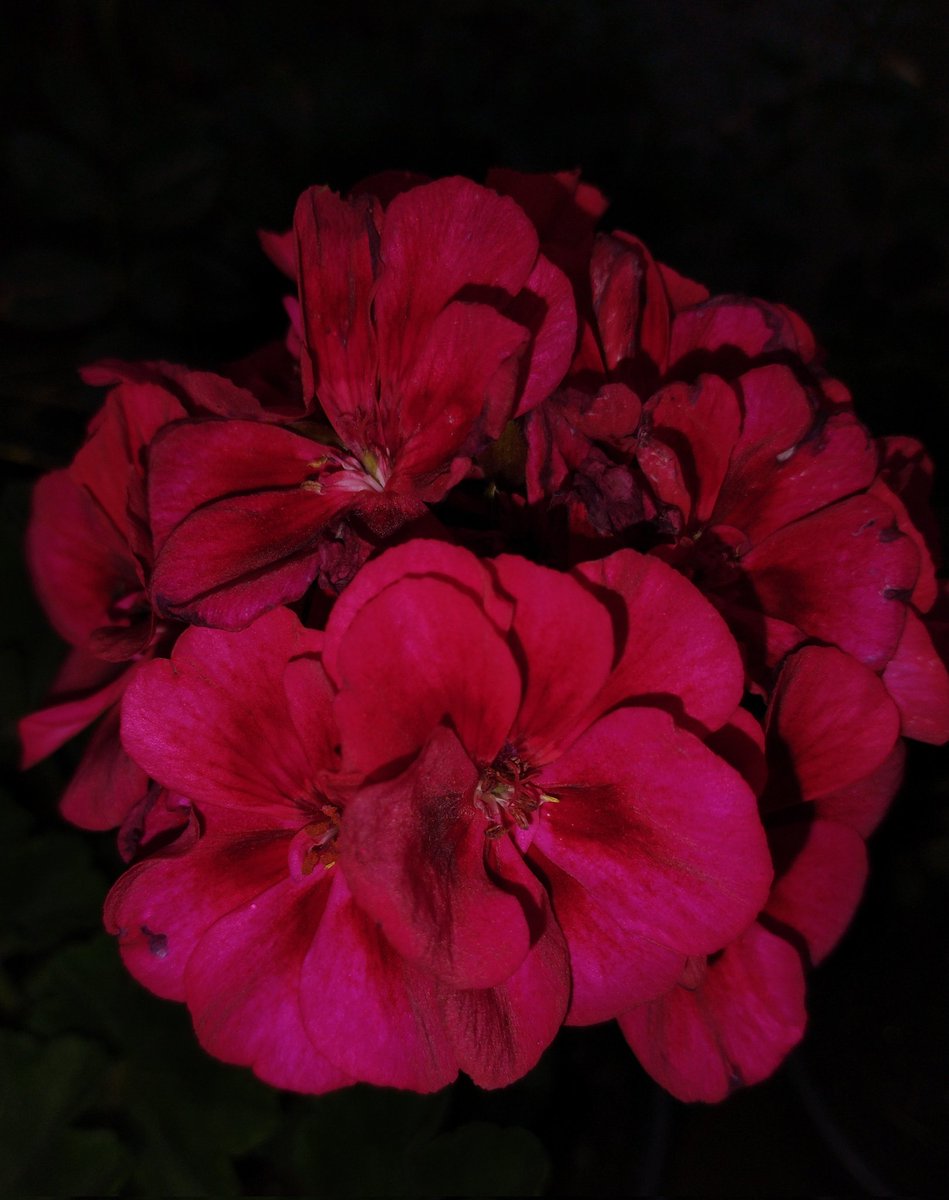 falsosdeuses's tweet photo. Pelargonium https://t.co/9y3APd9j1h
