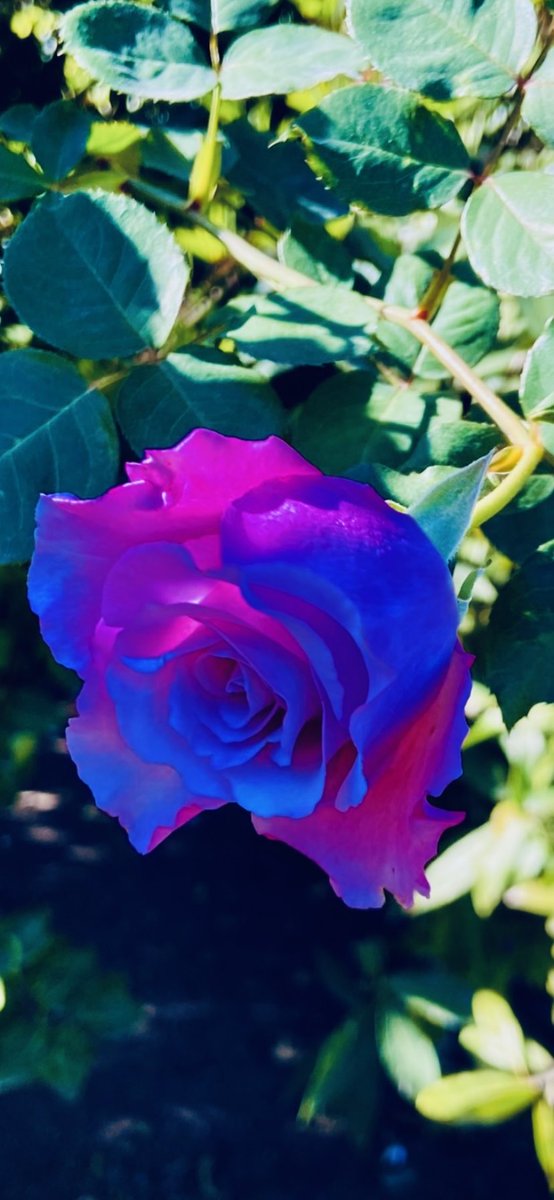 QiaoShun16887's tweet photo. 青い薔薇は
長い間存在しない花とされて来た
自然界に存在しないその色の薔薇は…

不可能の象徴
《奇跡の花》と呼ばれていた

今…不可能は可能に
奇跡は既に
常に隣りで微笑む時代だ

項垂れているこの薔薇も
もうすぐ陽の光に目覚めるだろう

真の意味での民主主義を
私達は必ずこの手で咲かせる🌹 https://t.co/ihxHXXXOlk