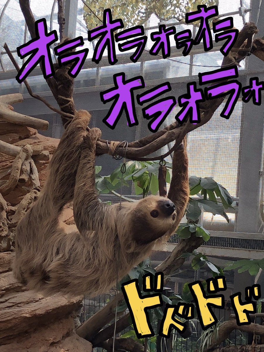 Post by ナマケモノフェスティバル on X: これは…