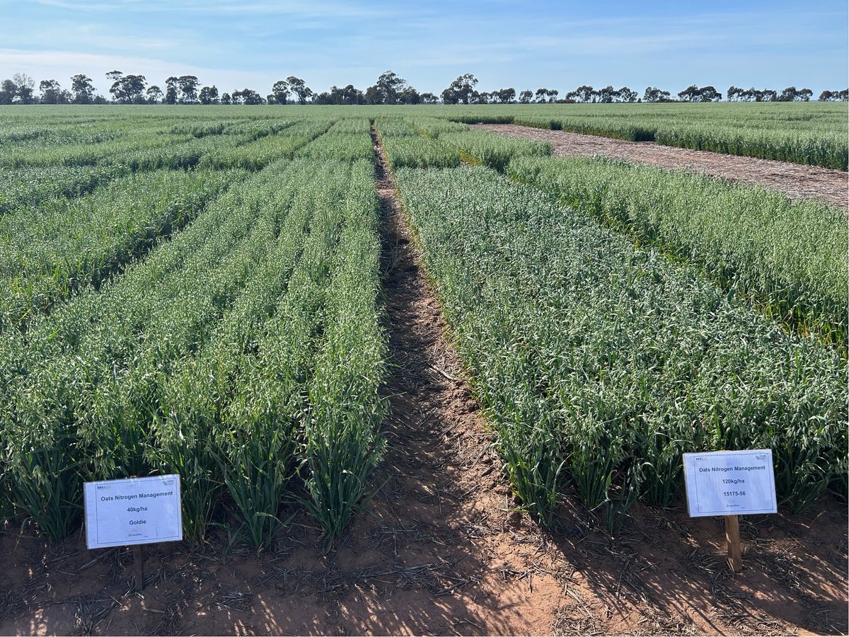 Rohan Brill tweet media