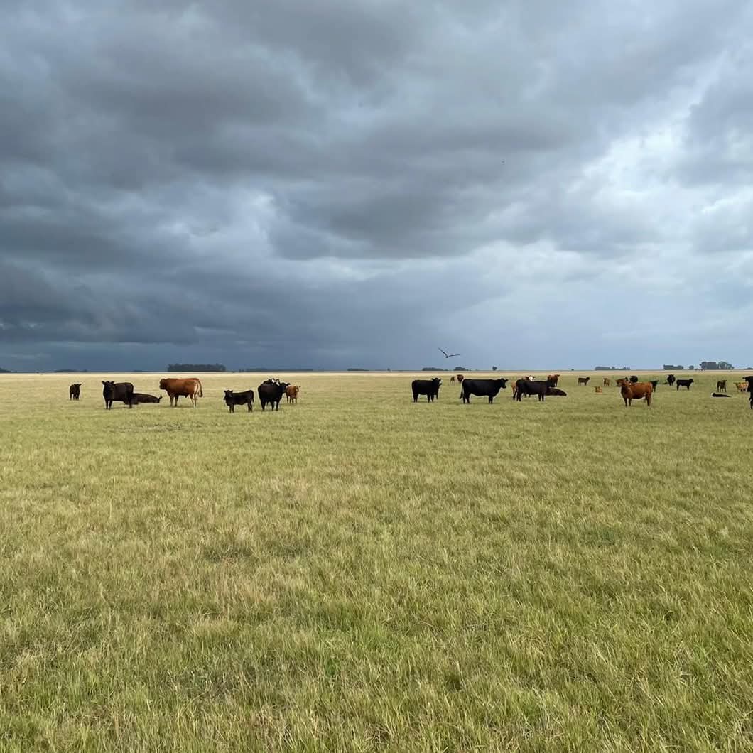 TraductorTeAma's tweet photo. 🐄🇦🇷ARGENTINA🇦🇷🐄 https://t.co/c9mrCekRV8