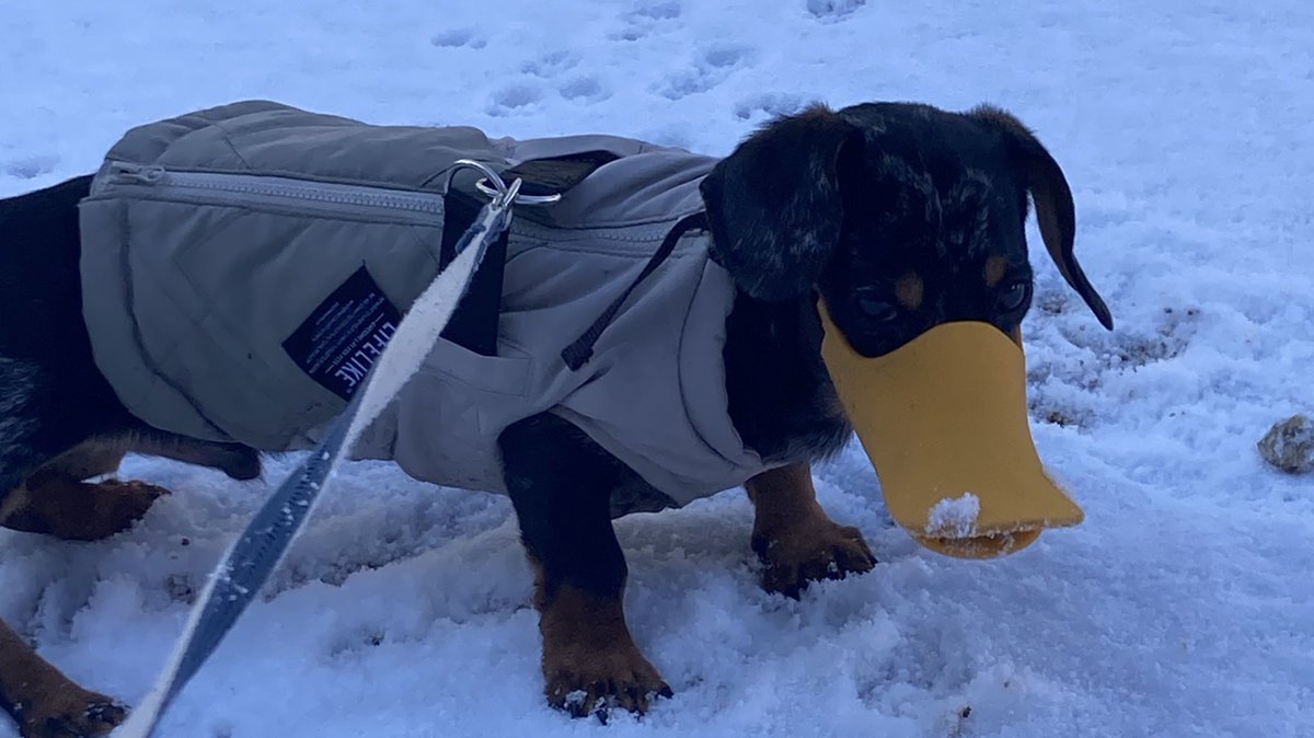 HolicTutu's tweet photo. こんな雪の中でも散歩に行きたいらしい😭
うんちょすもおぴっこも　ペットトイレでしか出来ないのに…
リビングダッシュだって疲れるまで全力でするのに…
散歩は行きたいらしい
娯楽？趣味？パトロール？ https://t.co/jKTJmTsEqH