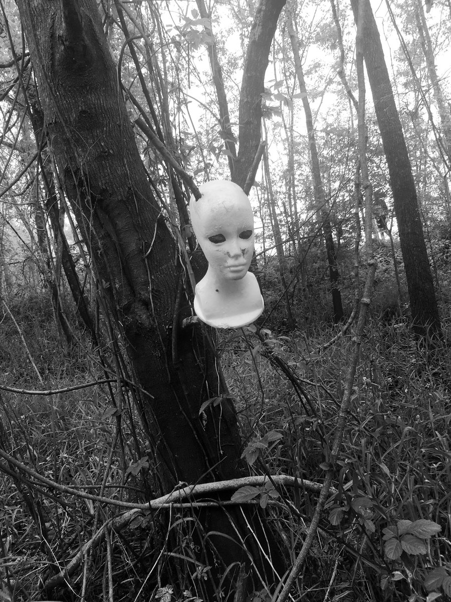 WaspsUnderTheCabinet tweet media