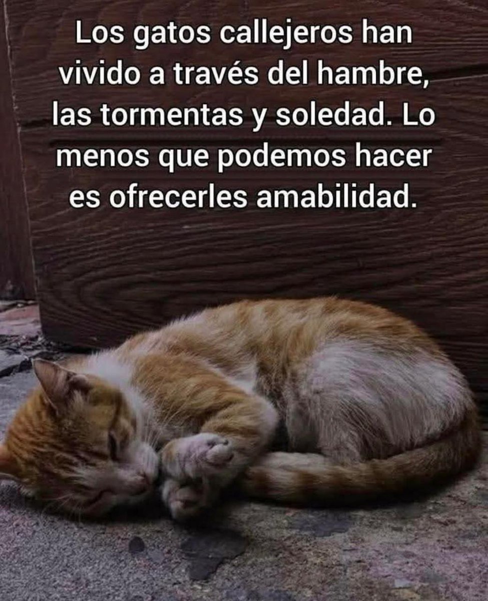 Esterilizemos más y maltratemos menos