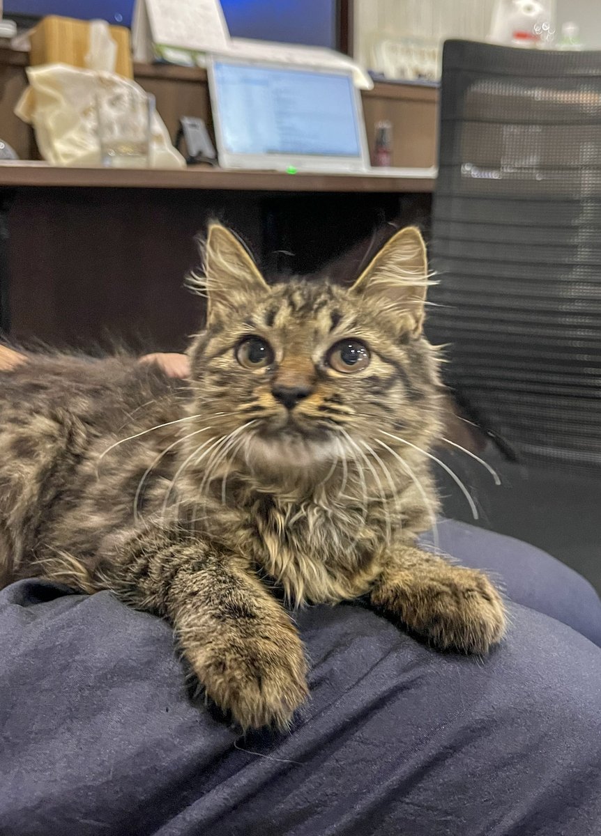 保護猫を膝に乗せるずっとのお家研修

←初日　3日目→