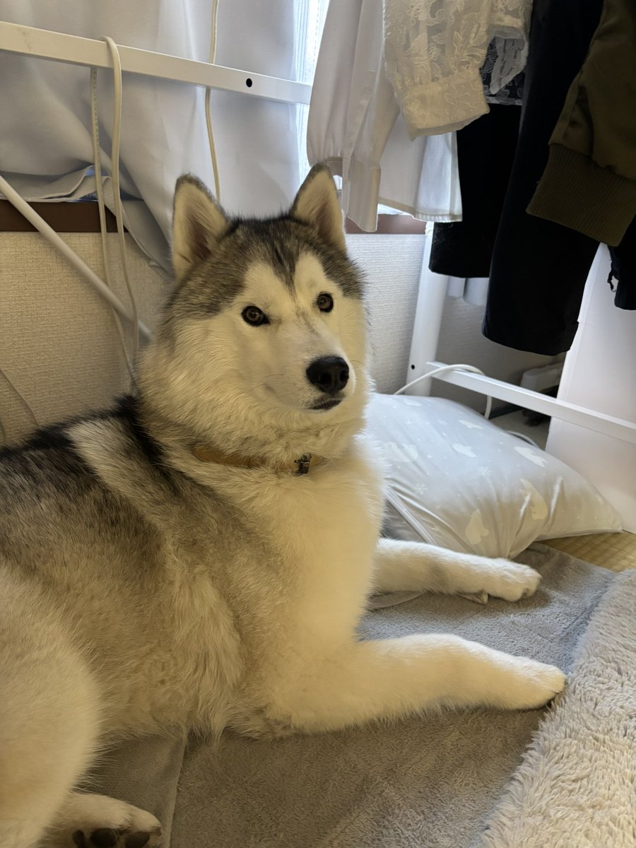 ガブちゃん (@rn2312412) on X