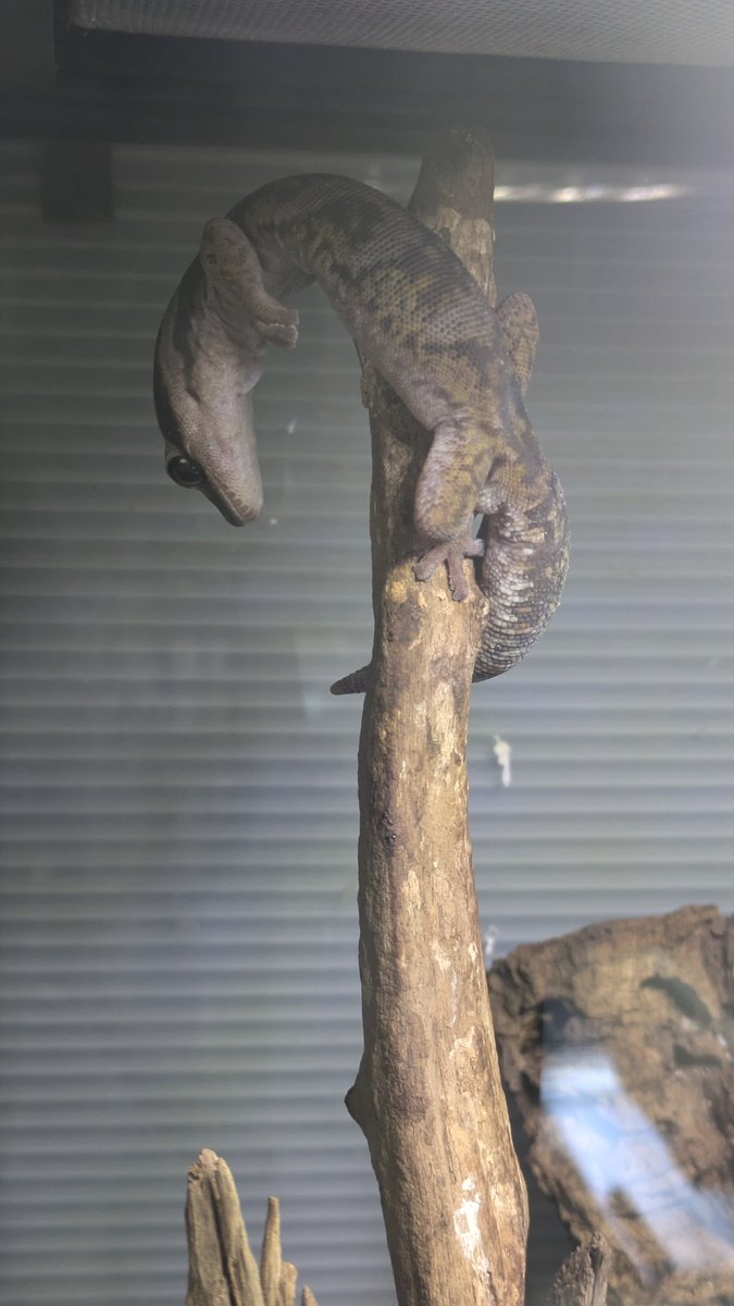 moonsnow@gecko tweet media