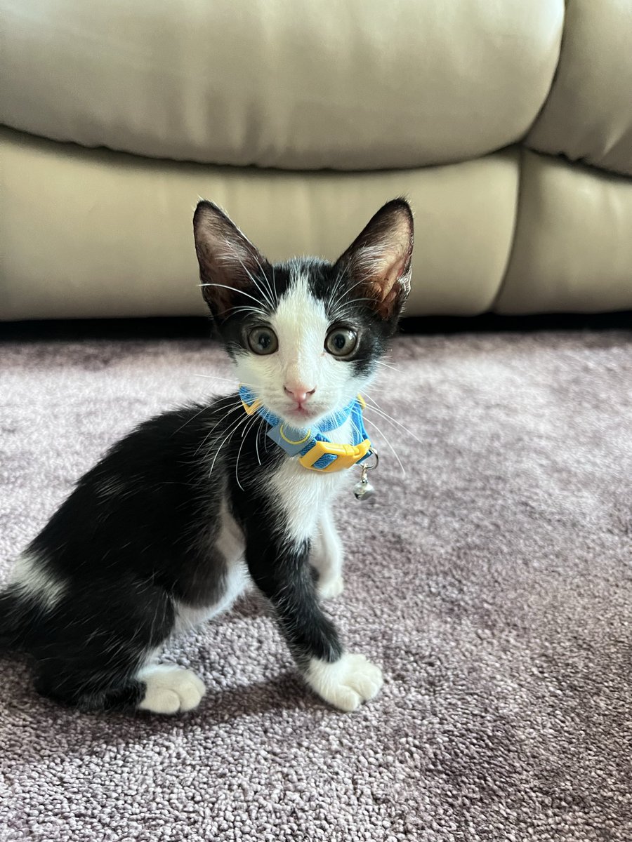 feli 🐔 ling tweet media