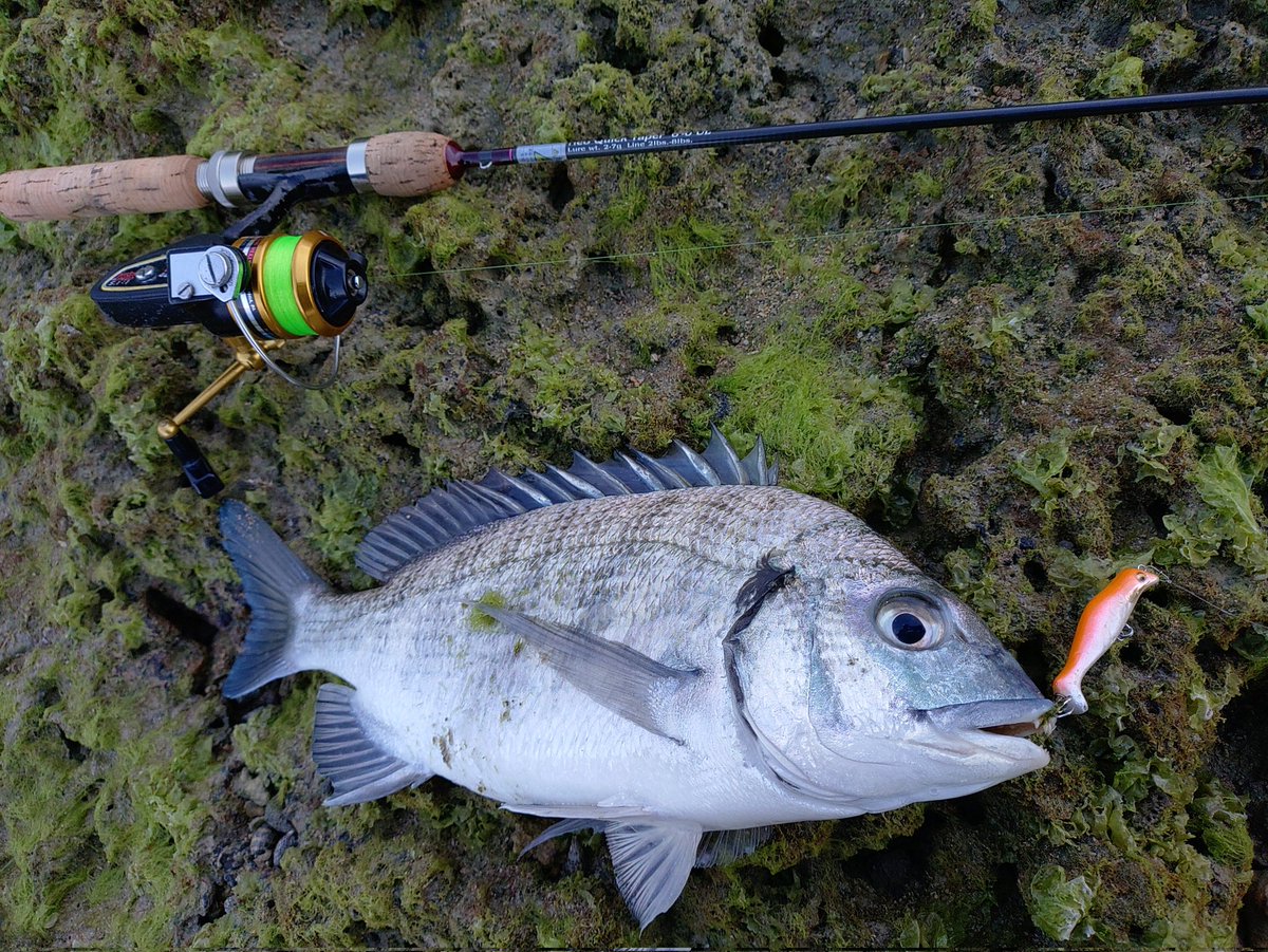 びっちゅう (@GAROGARO_hideto) / Posts / X