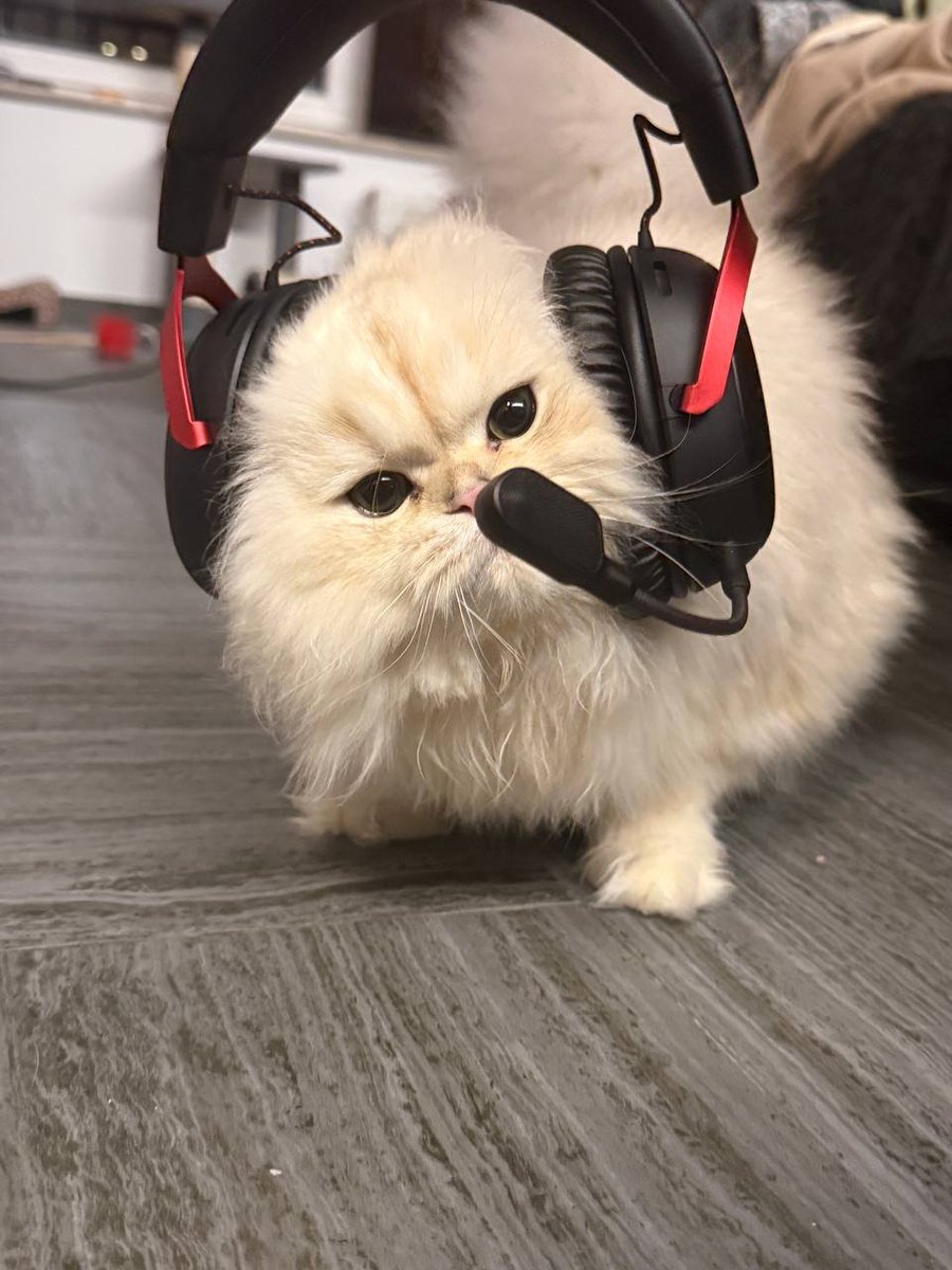 king vą tweet media