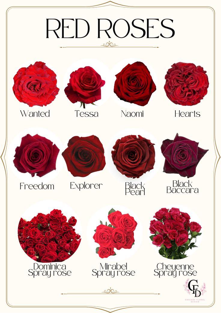 Roses 🌹 tweet media