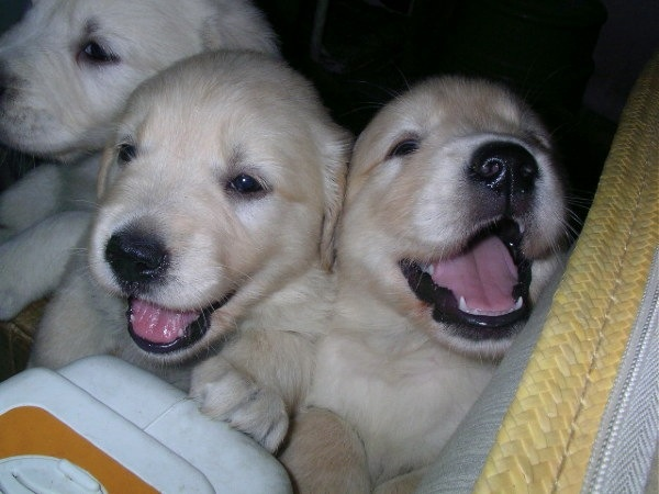 que felicidad que se deja ver de estas pequeñas criaturas!! son solsitos felices!!