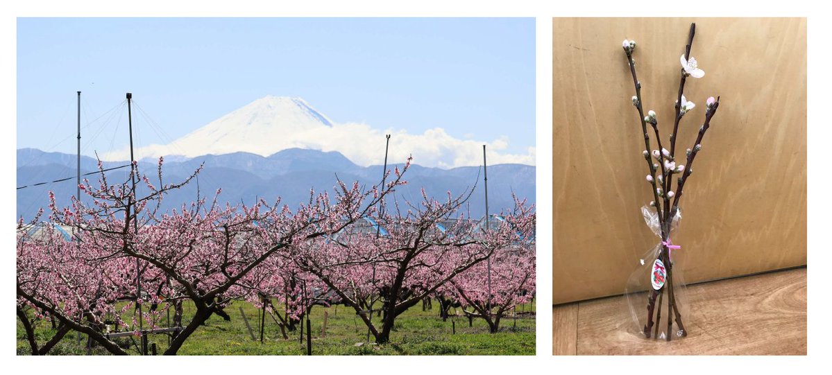 【 2/21 #ヴァンフォーレ甲府 戦 】
👑 角丸スペシャルマッチ

🎤 #fishbowl ミニライブ🐟
🟣 WELCOMEボード大募集！
🌲 桃の花枝プレゼント！山梨県南アルプス市PRブース

▼ イベント情報 🎪
myfc.co.jp/news/20260206/…

#藤枝MYFC 
#一体感プラス1
#2026藤枝vs甲府