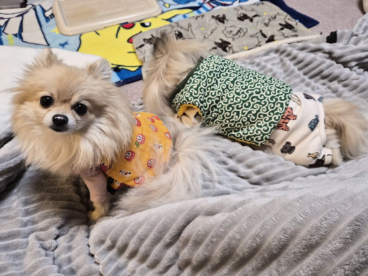 路面凍結気をつけて‼️／ #おは戦80209🌛AP #ポメラニアン あつおは