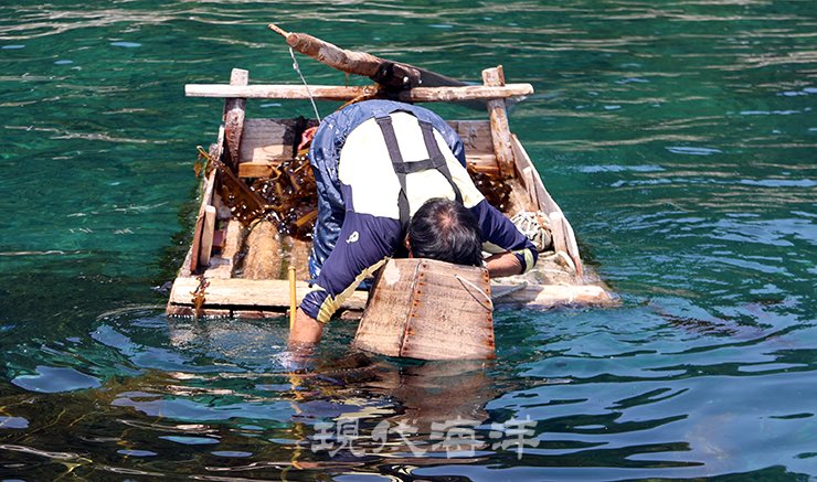 여러분은 창경바리를 아시나요??

창경바리는 유리창이 달린 나무틀 ‘창경’으로 바닷속을 들여다보며 미역·해삼·전복 등을 채취하는 전통 어업인데요! 

국가중요어업유산으로 지정이 되었는데 현재는 명맥이 끊길 위기라고 합니다 ㅠㅠ 전통공예도 좋지만 이런 전통 어업이나 농업에도 관심을