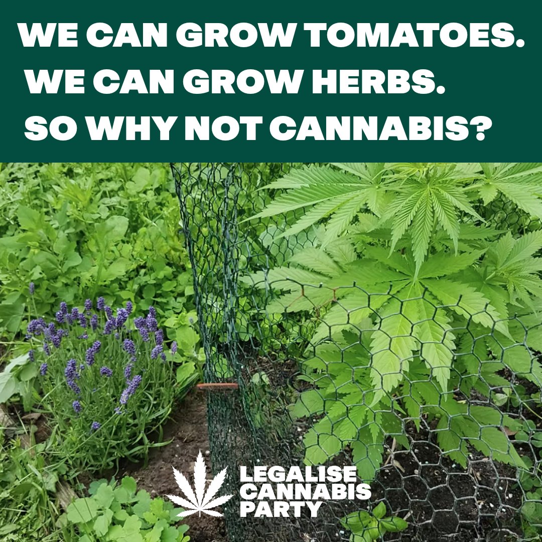 Legalise Cannabis Party tweet media