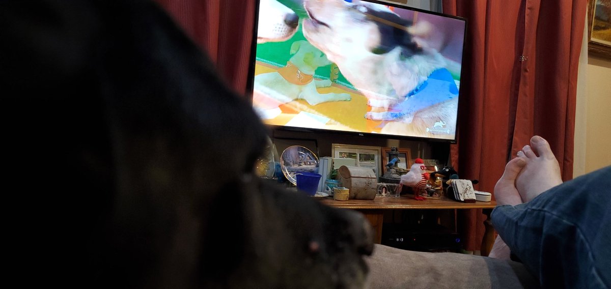 rmroch's tweet photo. #PuppyBowl https://t.co/Sd8BlRksMP