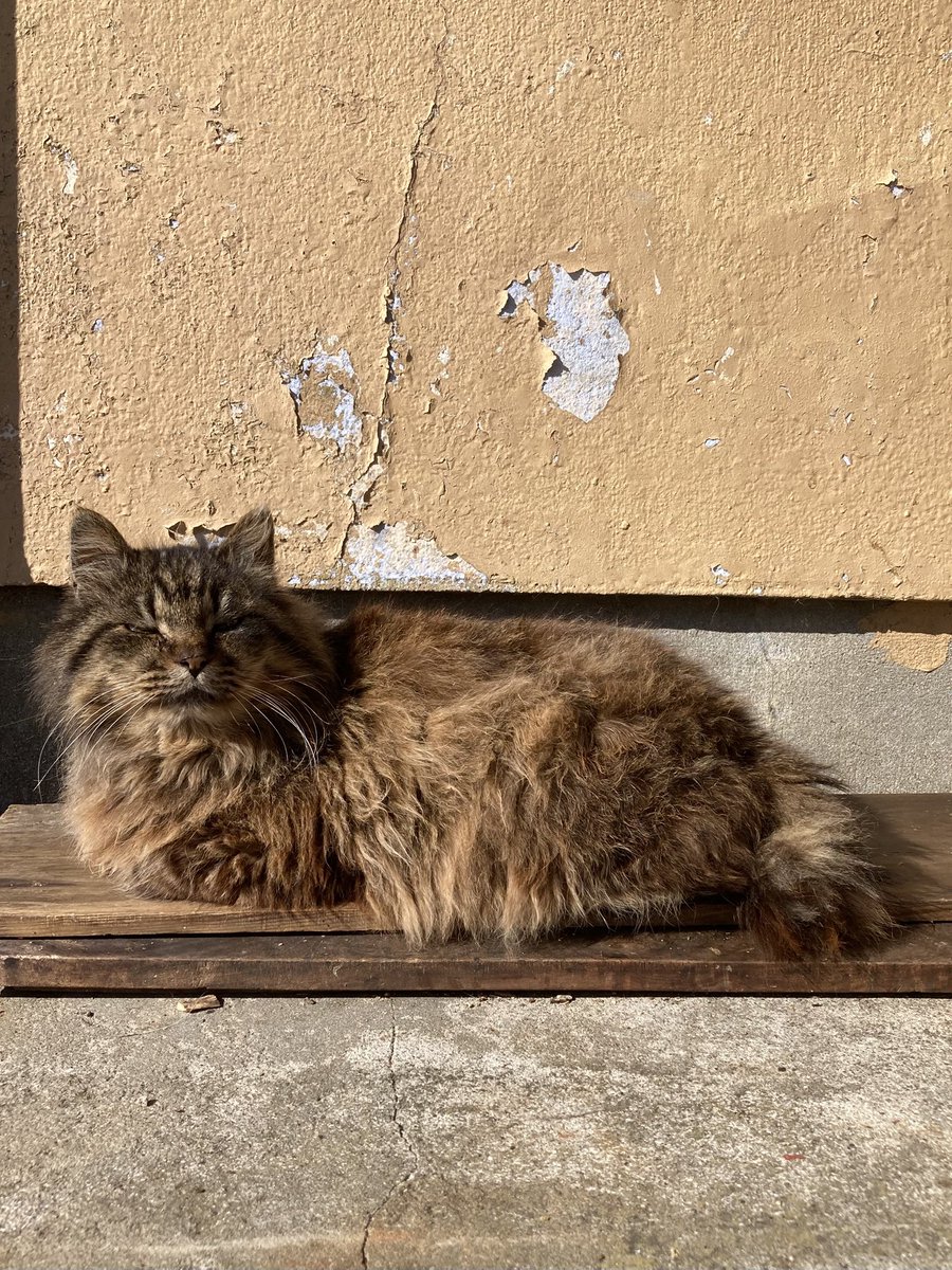 こちらもどうぞ😸 #田代島クロネコ堂 #猫島 #CatsOfX #cats #cat #catlover