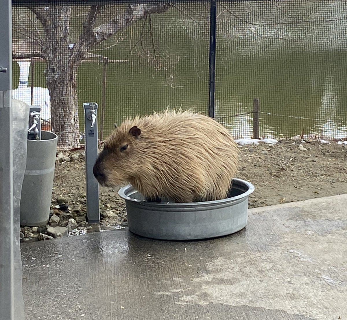 ひぃちゃんが留守のあいだに、みぃちゃんも入ってみたけど、なんやちょっと違ったらしい。
