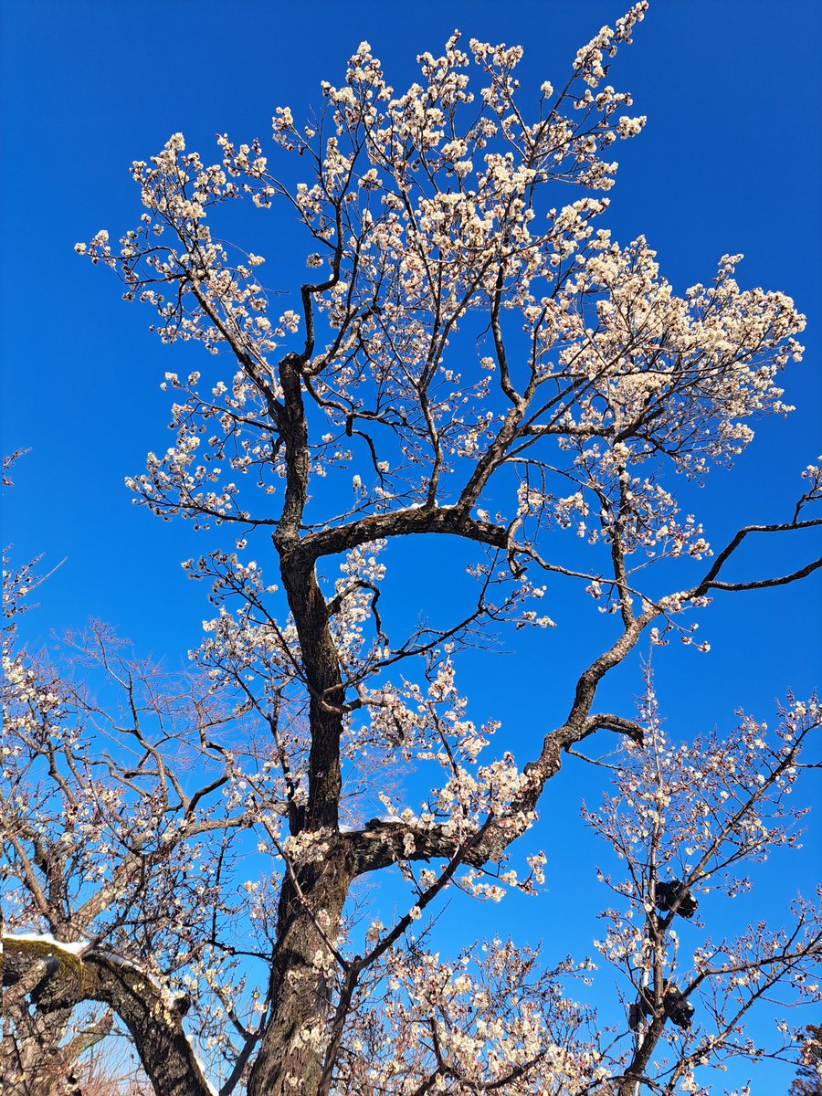 rurutu15's tweet photo. 早起きしてしまったので、偕楽園までお散歩してきた。少し雪の積もった梅に、天気も相まって綺麗だった。 https://t.co/2L0goB9M19