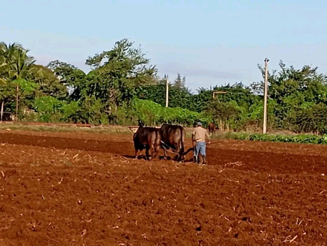 Trabajo voluntario en el municipio Ciro Redondo, en la siembra de Malanga con tracción animal ,presidido por <a href="/JHGcasanova/">julio Heriberto Gómez Casanova</a> .#LatirAvileño #SinPerderUnDía #LatiendoConFidel <a href="/AlfreMene37409/">Alfre Menendez</a> <a href="/DiazCanelB/">Miguel Díaz-Canel Bermúdez</a> <a href="/DrRobertoMOjeda/">Dr. Roberto Morales Ojeda</a> <a href="/PartidoPCC/">Partido Comunista de Cuba</a> <a href="/JHGcasanova/">julio Heriberto Gómez Casanova</a>